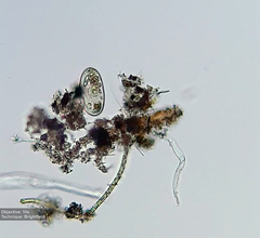 Frontonia