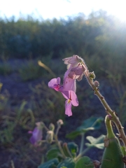 Proboscidea parviflora