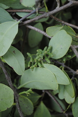 Struthanthus interruptus