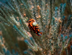 Nembrotha