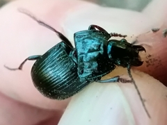 Abax parallelepipedus
