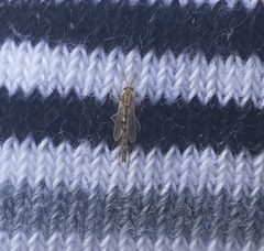 Chironomidae