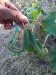 Proboscidea parviflora