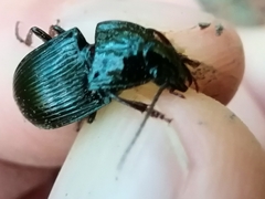 Abax parallelepipedus