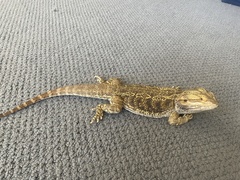 Pogona