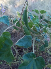 Proboscidea parviflora