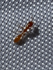 Pseudomyrmex pallidus