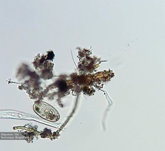Frontonia