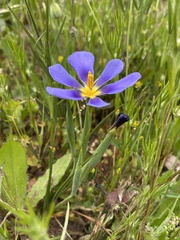 Calydorea xiphioides
