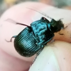 Abax parallelepipedus