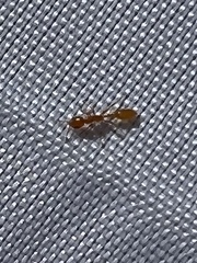 Pseudomyrmex pallidus
