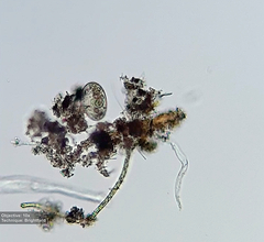 Frontonia