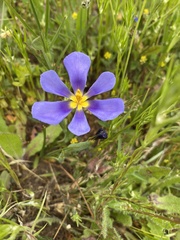 Calydorea xiphioides
