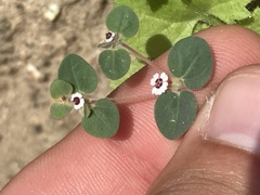 Euphorbia bartolomaei