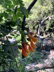 Eccremocarpus scaber