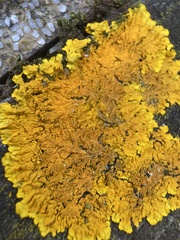 Xanthoria