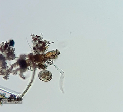 Frontonia