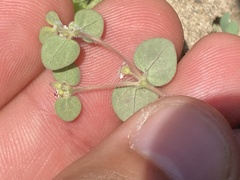 Euphorbia bartolomaei