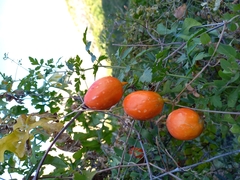 Ibervillea sonorae