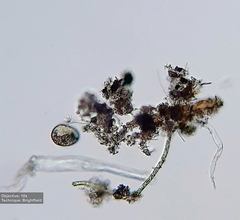 Frontonia