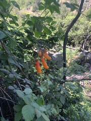 Eccremocarpus scaber