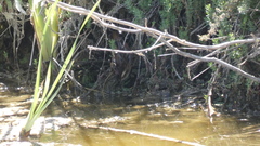 Phleocryptes melanops