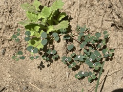 Euphorbia bartolomaei