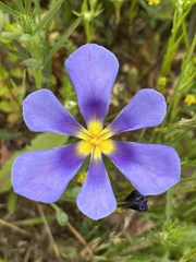 Calydorea xiphioides