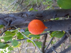 Ibervillea sonorae