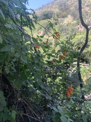 Eccremocarpus scaber