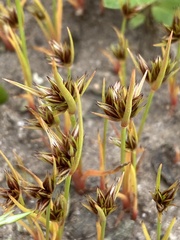 Juncus bufonius