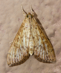 Asciodes quietalis