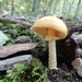 Rose-Tinted Amanita - Photo (c) wagnerj, some rights reserved (CC BY-NC), uploaded by wagnerj