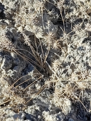 Ceratocephala testiculata