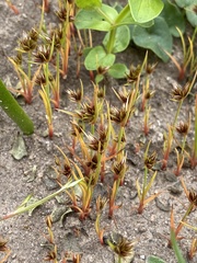 Juncus bufonius