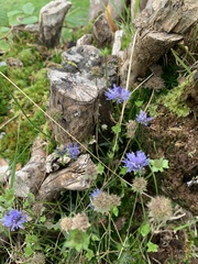 Jasione