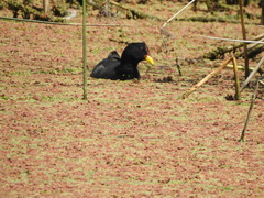 Fulica rufifrons