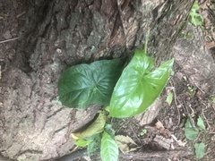 Syngonium