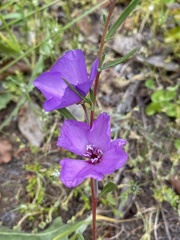 Clarkia tenella