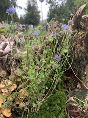 Jasione