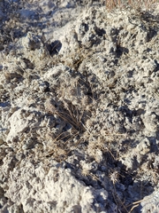 Ceratocephala testiculata