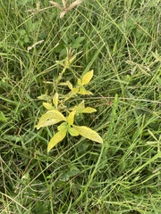 Heliotropium amplexicaule