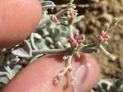 Eriogonum pondii
