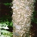 Zanthoxylum brachyacanthum - Photo Poyt448 Peter Woodard, sin restricciones conocidas de derechos (dominio público)