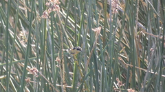 Tachuris rubrigastra