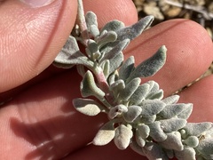Eriogonum pondii