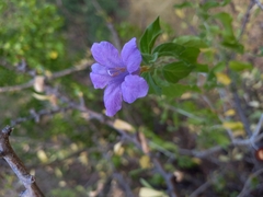 Ruellia californica