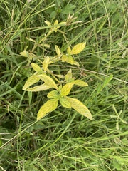 Heliotropium amplexicaule