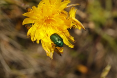 Cryptocephalus
