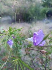 Ipomoea ternifolia